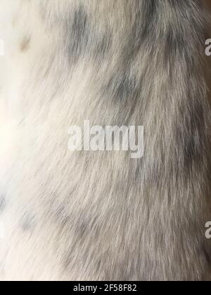 Capelli di cane. Primo piano con consistenza morbida di pelliccia di animali bianca e grigia Foto Stock