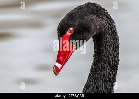 Un ritratto di profilo molto ravvicinato di una palma nera mostra solo la testa e il collo Foto Stock