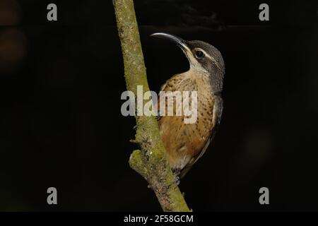 Victorias Riflebird - femmina o immaturo Ptiloris victoriae altopiano di Atherton Queensland, Australia BI029259 Foto Stock