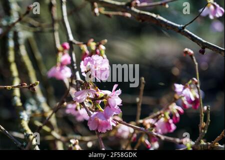 Fioritura dei ciliegi all'inizio della primavera in Irlanda Foto Stock