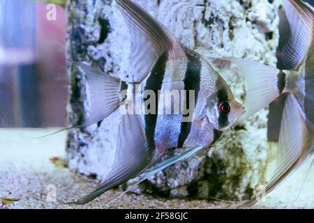 Pesce angelo o Pterophyllum Scalare in acquario vasca di pesce. Foto Stock