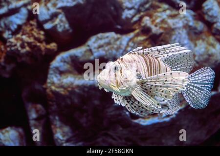 Pesci rossi di Lionfish o volitans di Pterois questo pesce a forma di mandorle è coperto con strisce rosse e bianche di zebra, e ha le pinne lunghe e elaborate e le spine venose. Foto Stock