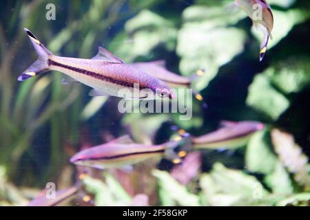 Denison Barb, Sahyadria denisonii è una specie di pesce ciprinide in via di estinzione endemica dei torrenti collinari e dei fiumi del Ghat i occidentale Foto Stock