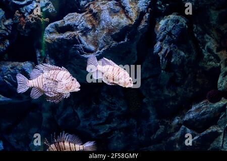 Pesci rossi di Lionfish o volitans di Pterois questo pesce della barriera Indo-pacifica. Foto Stock