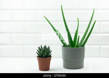 Una pentola di fiore hahworthia e una vera aloe in vaso stand sul tavolo in una cucina moderna Foto Stock