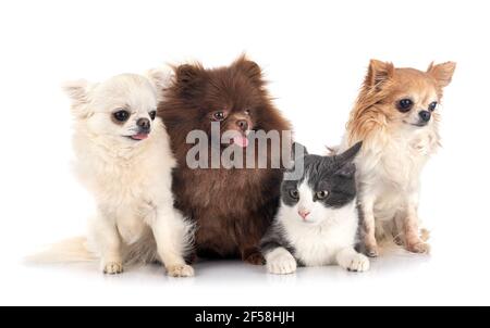 Cani di piccola taglia e cat davanti a uno sfondo bianco Foto Stock