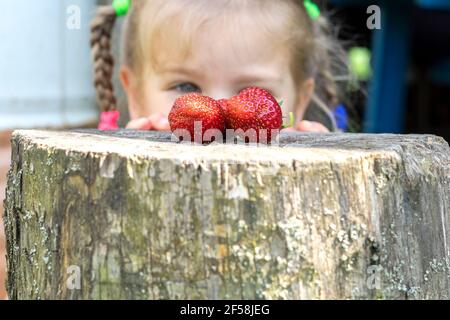 le fragole appena raccolte si trovano su una canapa all'aperto. un bambino si affaccia da dietro un moncone e vuole mangiare le bacche Foto Stock