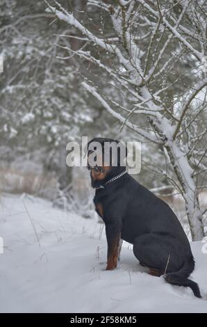 Ritratto di un maschio Rottweiler seduto sulla neve nella foresta invernale. Un giovane maschio di 11 mesi con una coda guarda oltre la macchina fotografica. Animali domestici. Lato v Foto Stock