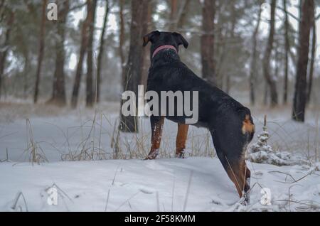 Rottweiler nella vista della foresta invernale dal retro. Un cane giovane femmina con una coda ancorata guarda attentamente in lontananza. Animali domestici. Foto Stock