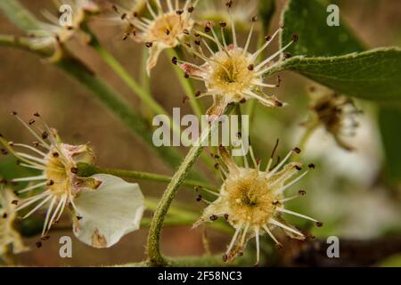 Bulbi di giallo bianco Galeria Pere fiore macro primo piano Visualizza Georgia Spring Foto Stock