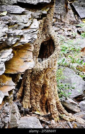 Immagine verticale di un albero con cavo Foto Stock