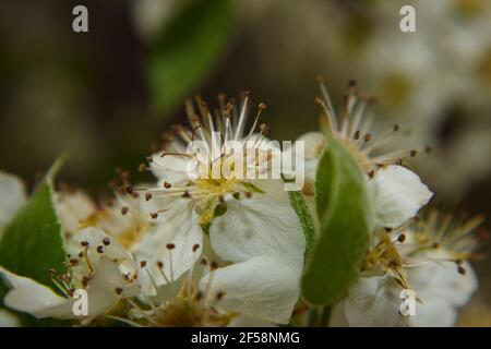 Giallo bianco Galeria Pear fiore macro primo piano vista laterale Georgia Molla Foto Stock