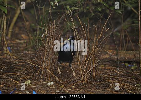 Satin Bowerbird - maschio adulto frequentando bower Ptilonorhynchus tendente al violaceo Parco Nazionale Lamington Queensland, Australia BI029643 Foto Stock