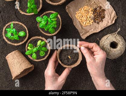 Le mani di una donna adulta piantano semi in pentole. Vista dall'alto, orizzontale. Il concetto di coltivazione. Foto Stock