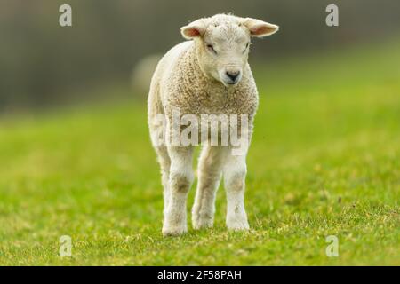 Agnello in primavera. Un giovane agnello inquisitivo si alzò e guardò bemusedly ad un insetto ronzio. Rivolto in avanti. Primo piano. Sfondo pulito. Foto Stock