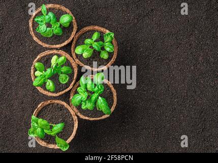 Tazze di piantine di basilico sono allineate in una fila. Vista dall'alto con spazio per la copia. Foto Stock