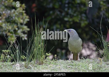 Satin Bowerbird - immaturi Ptilonorhynchus maschio tendente al violaceo Parco Nazionale Lamington Queensland, Australia BI029657 Foto Stock