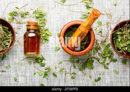 Medicinale, tintura a base di erbe da ortilia secunda.erbe medicine.Healing erbe Foto Stock