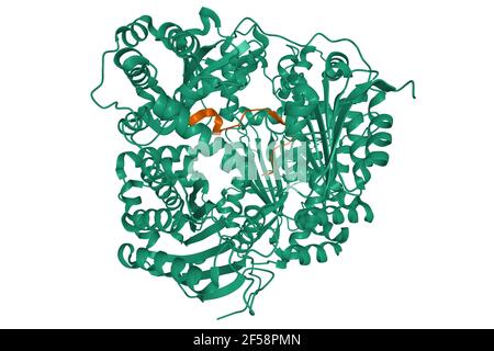 Struttura dell'enzima umano insulino-degradante (verde) in complesso con amilina (marrone), modello di cartone 3D isolato, sfondo bianco Foto Stock