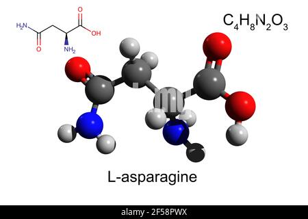 Formula chimica, formula strutturale e modello 3D di L-asparagina, un aminoacido non essenziale, fondo bianco Foto Stock