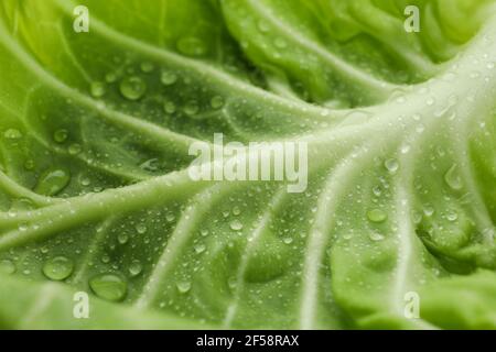 Cavolo verde fresco con gocce d'acqua su tutto lo sfondo, primo piano Foto Stock