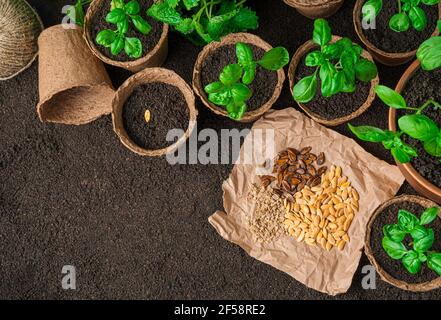 Diversi tipi di semi e piantine di basilico in pentole su terreno marrone. Vista dall'alto con spazio per la copia. Foto Stock