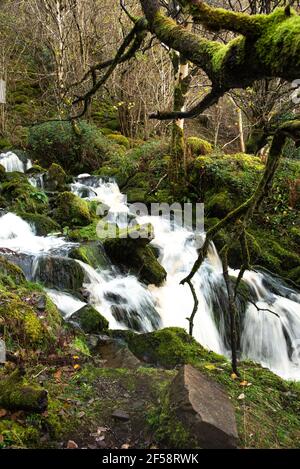 Tormore, fiume in bosco - interessante percorso wallking a Glencar, Co. Sligo, Irlanda Foto Stock