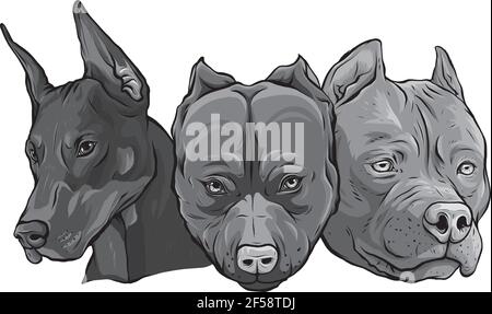 Disegno di teste di cani pitbull dobermann vettore bulldog Illustrazione Vettoriale