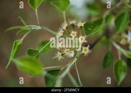 Gallery Pear ramo con fiori in fiore bianco e giallo in Georgia rurale in primavera Foto Stock