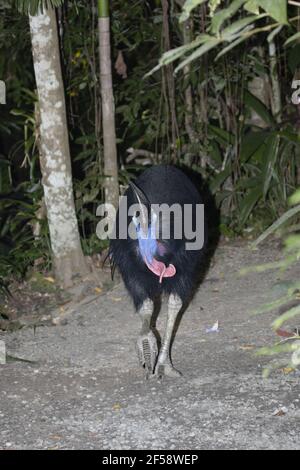 Southern Casuario casuarius Casuarius altopiano di Atherton Queensland, Australia BI029721 Foto Stock