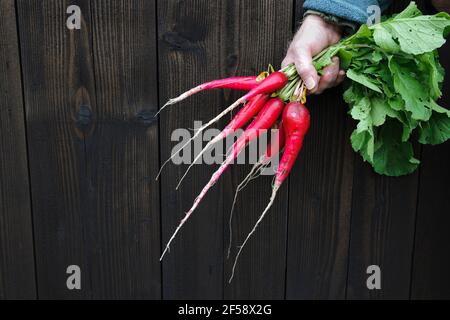 Un grappolo di radicate e lunghe Heritage ravish 'Woods Frame' Foto Stock