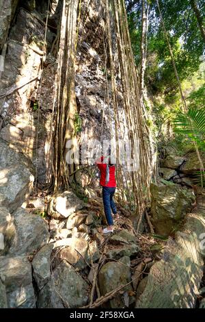 Distretto di K 'Bang, Provincia di Gia Lai, Vietnam - 8 marzo 2021: I turisti scattano foto di vecchi alberi nella foresta pluviale nel distretto di K' Bang, provincia di Gia Lai Foto Stock