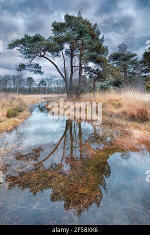 Alberi su brughiera con nubi drammatiche riflesse in uno stagno, i Paesi Bassi. Foto Stock