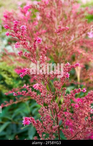 Primo piano di rigogliosi fiori d'astilbe rossi nel giardino, Astilbe chinensis (Maxim.) Franco et Savat. Foto Stock