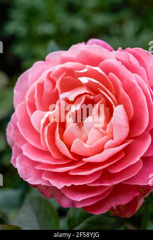 Un primo piano di un enorme fiore rosa fiorito brillantemente, Rosa chinensis Jacq. Foto Stock