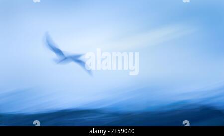 Immagine impressionista del gabbiano che vola sopra le onde del mare. Immagine acquisita utilizzando la tecnica di movimento intenzionale della fotocamera per un effetto da sogno. Foto Stock