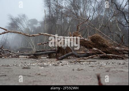 Sturmschäden am Weststrand vom Ostseebad Prerow auf dem Darß in Meclemburgo-Pomerania anteriore Foto Stock