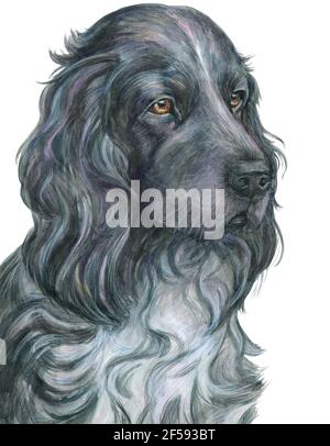 Cocker Spaniel, cane, ritratto, grafica, acquerello Foto Stock