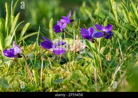 Primo piano di violette in fiore tra le lame d'erba e piccoli fiori in un prato Foto Stock