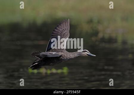 Pacific Black Duck - in volo Anas superciliosa Cairns Queensland, Australia BI029964 Foto Stock