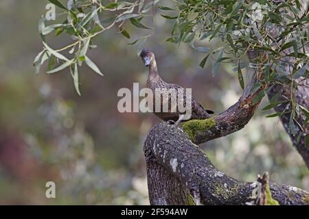 Anatra marrone castagna - donna Anas castanea Tasmania Australia BI029967 Foto Stock