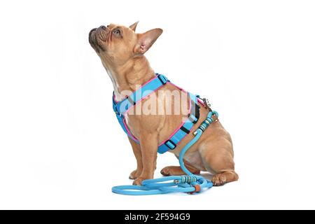 Vista laterale del cane Bulldog francese rosso cucito con tettarella imbracatura con guinzaglio di corda isolato su sfondo bianco Foto Stock