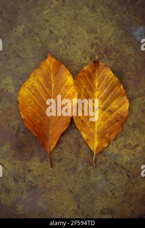 Due foglie autunnali di faggio comune o Fagus sylvatica oro e marrone che giacciono fianco a fianco sul vecchio ottone Foto Stock