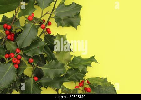 Agrifoglio e bacche su sfondo giallo, bourder Foto Stock