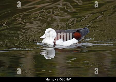 Radjah Shelduck Tadorna radjah Qeensland Cairns, Australia BI030080 Foto Stock