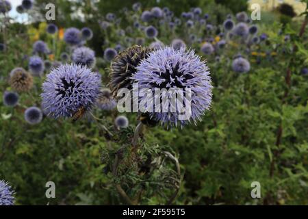 Globo come fiori viola centro contro uno sfondo verde di fogliame Foto Stock