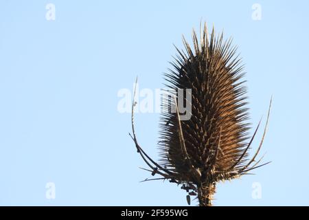 Thistle sulla destra, in contrasto con un cielo blu chiaro a sinistra Foto Stock