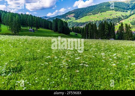 Vista tipica della valle dolomitica. La Val Fiscalina Foto Stock