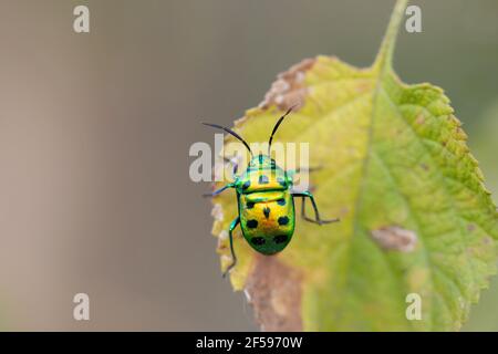 Dorsale di Green Jewel Bug, Chirsocoris Stolli, Satara, Maharashtra, India Foto Stock