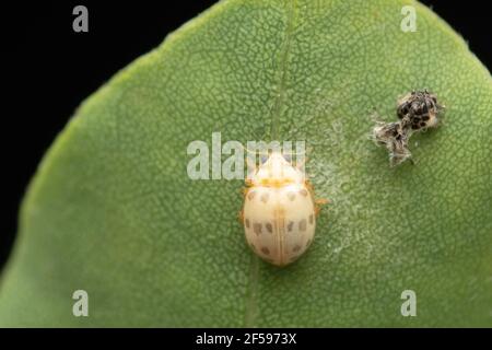 Beetle da donna asiatica appena formatasi, Harmonia axyridis, Satara, Maharashtra, India Foto Stock